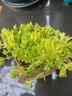 佛甲草苗屋頂綠化草皮坪金葉黃金佛甲草萬(wàn)年草景天過(guò)路黃常青植物 黃金佛甲草方盆一盆 含盆 曬單實(shí)拍圖