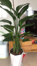 花財主天堂鳥(niǎo)盆栽辦公室大型綠植客廳盆栽家用吸甲醛凈化空氣綠植 5-6天堂鳥(niǎo)1.2-1.3m【梯形盆】 曬單實(shí)拍圖