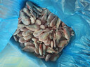 三只海豚北極甜蝦熟凍凈重3斤裝/盒 150/180規格 解凍即食 海鮮水產(chǎn) 冰蝦 曬單實(shí)拍圖
