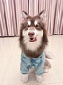 （）大狗衣服中型大型犬狗狗衣服四腳衛衣寵物保暖拉布拉多 姜黃  建議20-30斤 曬單實(shí)拍圖