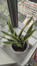 臨雅特級金邊虎皮蘭客廳沙發(fā)旁大盆栽新房吸甲醛室內大型綠植物辦公室 【旗艦款】金邊虎皮蘭0.7-0.8m+鉆石盆 曬單實(shí)拍圖