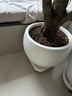 LZJV鎂泥特大號花盆奶油風(fēng)半圓輕奢感花盆大號黑金剛橡皮樹(shù)百合竹家 白色加點(diǎn) 43*43*32 (外徑*高) 曬單實(shí)拍圖