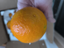 塵中仙四川愛(ài)媛38號果凍橙 時(shí)令水果 當季應季桔子橘子 年貨禮盒 A+整箱9-10斤裝70-85mm凈重8.5斤+ 曬單實(shí)拍圖