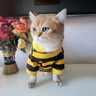 JCZS貓咪衣服秋冬款蜜蜂裝銀漸層布偶英短起司小型犬寵物保暖狗狗衛衣 黃色小蜜蜂 S(建議3-5斤 參考胸圍背長(cháng)) 曬單實(shí)拍圖