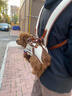 wakytu英倫風(fēng)狗狗外出背包寵物用品貓包中小型犬遛貓繩牽引神器 S碼—雙肩版英倫棕【6-8斤以?xún)取?曬單實(shí)拍圖