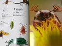 中國國家地理普林斯頓大學(xué)生物圖鑒 昆蟲(chóng)微生物動(dòng)植物海洋生物自然百科科普讀物書(shū)籍 昆蟲(chóng)世界三冊套裝（甲蟲(chóng)+飛蛾+蝴蝶） 曬單實(shí)拍圖