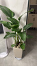 植男植女天堂鳥(niǎo)盆栽客廳室內好養大型落地真綠植辦公室植物鶴望蘭源頭直發(fā) 曬單實(shí)拍圖