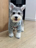 曇蓓漫冬天寵物貓咪狗狗衣服韓版防掉毛法斗雪納瑞泰迪比熊加絨保暖衛衣 灰色衛衣 M碼（建議6-8斤） 曬單實(shí)拍圖