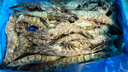 京東超市 海外直采泰國活凍黑虎蝦 巨型限量款3.6斤(15-20規格)28-36只/盒 曬單實(shí)拍圖