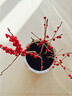 花竹戀北美冬青盆栽樹(shù)苗耐寒年宵花卉真鮮花帶冬紅果盆景老樁喜慶苗木 精品北美冬青5年苗【招財納?！吭?曬單實(shí)拍圖