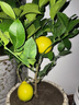 帶花或帶果香水檸檬樹(shù)帶果苗可食用檸檬樹(shù)四季結果盆栽綠植結果 檸檬：帶花或帶果50高以上1顆 曬單實(shí)拍圖