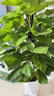 臨雅大葉綠蘿柱盆栽客廳大型綠植辦公室內去甲醛1.5m含盆源頭直發(fā) 曬單實(shí)拍圖
