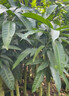 妃里香芒果苗樹(shù)四季貴妃芒凱特嫁接樹(shù)苗果樹(shù)果苗南方陽(yáng)臺盆栽地栽好養活 金煌芒果（50-60cm） 曬單實(shí)拍圖