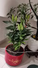 香水百合花種球重瓣大球黃霸天冬季耐寒花卉盆栽綠植物室內好養活 【盆栽】百合大苗160#盆栽-混色A級【帶花苞】 曬單實(shí)拍圖