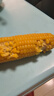 鄒有才東北黃甜糯玉米新貨低脂粗糧主食代餐粘黏苞米真空裝早餐 金色鋁箔東北黃糯玉米220g*8支 曬單實(shí)拍圖