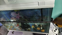 客廳家用超白玻璃魚(yú)缸生態(tài)水草缸桌面水族箱金魚(yú)缸帶底柜新款 80厘米超白魚(yú)缸（1）+底柜 曬單實(shí)拍圖