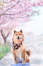 FURminator富美內特狗狗祛毛梳泰迪比熊薩摩耶犬用梳毛神奇 短毛中型犬 9-23kg 曬單實(shí)拍圖