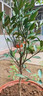呆果丁廣西柑橘嫁接果樹(shù)苗無(wú)核沃柑砂糖橘子茂谷皇帝柑脆蜜脆皮金柑金桔 皇帝柑苗 一年苗30-40CM高（帶土帶葉） 曬單實(shí)拍圖