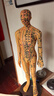 中研太和 人體針灸模型經(jīng)絡(luò )穴位中醫數字定位男模型練習 曬單實(shí)拍圖