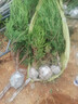 松柏樹(shù)苗帶土柏樹(shù)側柏塔柏龍柏松樹(shù)墳地墳前墓地柏樹(shù)樹(shù)苗綠化工程 精品塔柏1.2米以上送肥料帶土 其他 曬單實(shí)拍圖