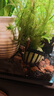 瘋狂水草清潔魚(yú)活體魚(yú)缸除藻工具魚(yú)清道夫黑殼蝦同款淡水觀(guān)賞魚(yú)耐活 全面清潔組合套餐（買(mǎi)8送2備損） 曬單實(shí)拍圖