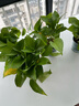 綠蘿盆栽室內客廳綠植花卉 家用凈化空氣綠籮植物吸除甲醛吊蘭 高20CM【綠加侖吸水】10盆+5肥 曬單實(shí)拍圖