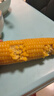 鄒有才東北黃甜糯玉米新貨低脂粗糧主食代餐粘黏苞米真空裝早餐 金色鋁箔東北黃糯玉米220g*8支 曬單實(shí)拍圖