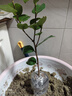 四季香妃茶花盆栽濃香型山茶花樹(shù)苗耐寒耐熱南北方種植花卉茶花 四季開(kāi)花紅赤丹茶花原盆原土 兩年小苗一棵 曬單實(shí)拍圖