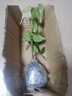 風(fēng)車(chē)茉莉盆栽大苗垂絲爬藤蔓花卉耐寒陽(yáng)臺庭院綠植物四季開(kāi)花耐熱 粉色風(fēng)車(chē)茉莉20-30厘米高小苗（育苗盆原土發(fā)貨） 曬單實(shí)拍圖