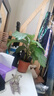 泰西絲水培植物青蘋(píng)果竹芋客廳綠植 青蘋(píng)果竹芋40-50cm不含瓶 源頭直發(fā) 曬單實(shí)拍圖