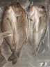 釣魚(yú)記海鱸魚(yú)0.8斤-1斤/條 三去調味 地標品 冷凍真空鎖鮮 生鮮 魚(yú)類(lèi) 曬單實(shí)拍圖