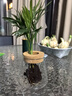 水培植物綠植盆栽好養易活凈化空氣辦公桌面室內花卉綠蘿金鉆白掌 袖珍椰子+【含火山玻璃瓶】+送液 曬單實(shí)拍圖