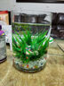 貝拉緣創(chuàng  )意客廳金魚(yú)缸玻璃水族箱小型生態(tài)圓形圓柱大號烏龜缸造景桌面缸 15*20圓柱+彩石6件套 曬單實(shí)拍圖