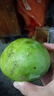 【雙十一熱賣(mài)】玉芒水果芒果新鮮上市 帶箱2斤【單果300g+】 曬單實(shí)拍圖