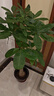 歐芽  大型植物發(fā)財樹(shù)各種大顆盆栽開(kāi)業(yè)喬遷客廳辦公室內好養大型綠植 單桿發(fā)財樹(shù)1.1-1.2米黑福盆 含盆 曬單實(shí)拍圖