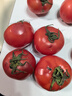 新鮮沙瓤西紅柿自然成熟現摘現發(fā)番茄下蔬菜生鮮減肥單果80g+ 新鮮西紅柿 5斤 帶箱 曬單實(shí)拍圖