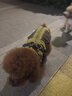 POPOCOLA小狗狗衣服羽絨秋冬季泰迪比熊雪納瑞小型犬寵物保暖棉服冬裝 可牽引馬甲棉服【卡其】 S【建議3-5斤】 曬單實(shí)拍圖