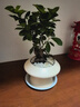 花翁北歐解壓人參榕樹(shù)桌面盆栽綠植花卉人參榕+飛碟盆+小白石源頭直發(fā) 曬單實(shí)拍圖