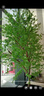 洛克爺爺仿真吊鐘樹(shù)植物馬醉木大型綠植室內落地假樹(shù)造景北歐風(fēng)裝飾假樹(shù) 3米2米1.8米分別主圖一套 曬單實(shí)拍圖