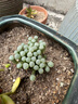 群生多頭多肉植物五十鈴玉陽(yáng)臺辦公室小萌物肉肉植物新手好養活 五十玲玉【8-13頭】塑料盆栽好 曬單實(shí)拍圖