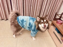 （）大狗衣服中型大型犬狗狗衣服四腳衛衣寵物保暖拉布拉多 姜黃  建議20-30斤 曬單實(shí)拍圖