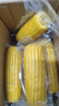 京覓東北黃糯玉米4.5斤(7-10穗) 東北甜黏玉米棒早餐苞米源頭直發(fā) 曬單實(shí)拍圖