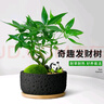 新款發(fā)財樹(shù)小盆栽辦公室內開(kāi)業(yè)送禮盆景綠植 大三桿發(fā)財樹(shù)+柿柿如意陶瓷盆+方底座+陶粒 曬單實(shí)拍圖
