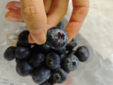 京鮮生 進(jìn)口秘魯藍莓巨無(wú)霸20mm+ 4盒裝125g/盒 新鮮水果 源頭直發(fā) 包郵 曬單實(shí)拍圖