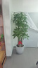 仙植緣【2小時(shí)同城】大型發(fā)財樹(shù)盆栽客廳步步高升綠植辦公室內開(kāi)業(yè)喬遷 |約1.75米|步步高發(fā)財樹(shù)|白瓷盆 專(zhuān)車(chē)送貨 更快更好 曬單實(shí)拍圖