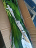 富貴竹水養基地直發(fā)水培植物轉運竹綠植盆景帶根四季水養插鮮花瓶 富貴竹80cm20棵(送生根粉_不含瓶) 曬單實(shí)拍圖