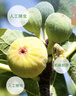 福東海 有機即食無(wú)花果干 孕婦哺乳期零食青皮新鮮無(wú)花果干貨蜜餞泡茶 曬單實(shí)拍圖