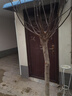 庭院地栽大型高桿海棠樹(shù)苗盆栽海棠垂絲海棠花耐寒植物花北美海棠 西府海棠【帶土發(fā)貨包活】 精品5厘米粗1.6米高【樹(shù)形】 曬單實(shí)拍圖