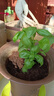 GOODFRUBasil意大利甜羅勒羅勒盆栽羅勒苗九層塔可食用香草綠植西餐香料 意大利甜羅勒【中號加侖盆】外口徑12cm 曬單實(shí)拍圖