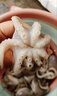 譽(yù)元八爪魚(yú)冷凍小章魚(yú)短腿八抓魚(yú)海鮮水產(chǎn)新鮮冷凍去內臟迷你八爪魚(yú) 小號（免清理） 3斤(凈重)  （約15只/斤） 曬單實(shí)拍圖